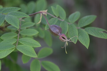 マスターヒュー、ローズヒップ