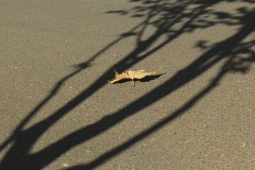 A piece of dried leaf on the cement ground and the shadow of the tree in the sunlight, diagonal composition
