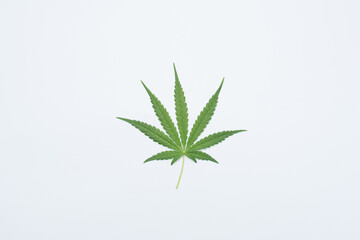 Cannabis leaf, marijuana isolated on white background