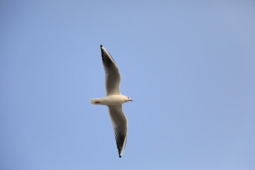 Fototapeta na wymiar Dove flying under blue sky, concept of freedom, copy space