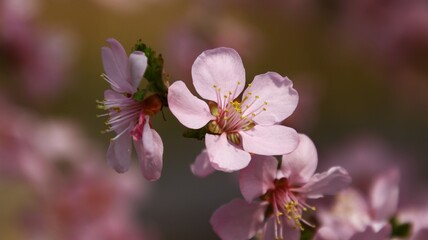 Close-up of spring blooming pink peach flowers, blur background