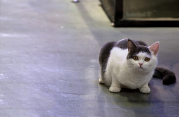 A cute lying cat looking at the camera on the ground, pet, copy space