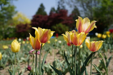 Fototapeta premium Closeup of blooming tulips in the garden, blur natural background