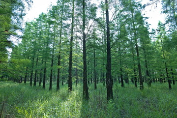 Obraz premium Low-angle shot of green forest in the spring, sunlight through tree trunks