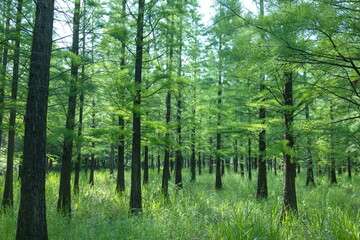 Pine forest, the sun shining in the spring green forest