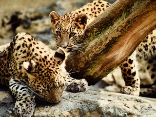 two Snow leopards