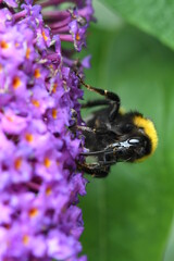 Feeding Bee, this is the correct perspective (portrait)
