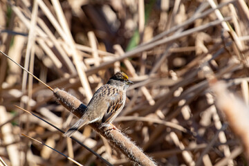 A little sparrow taking its spot