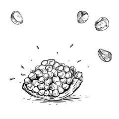 Hand drawn sketch black and white of pomegranate, grain.. Vector illustration. Elements in graphic style label, card, sticker, menu, package. Engraved style illustration garnet.