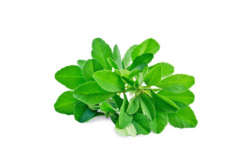 Fenugreek bunch with flowers