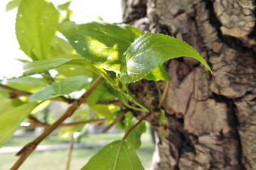 Springtime,  lush green young leaves on sunny day in the beginning of spring, when nature wakes up to bloom with sunlight peeking through  leaves and trees