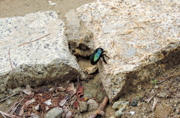 Carpenter Bee perched on Concrete stone, can't take off.  Vietnam