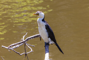 Pied Cormorant