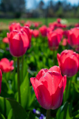 Red Tulips