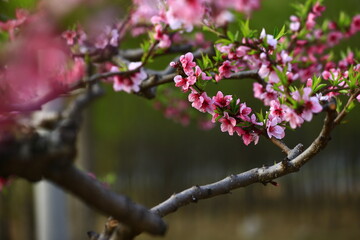 Blooming peach blossom, very beautiful