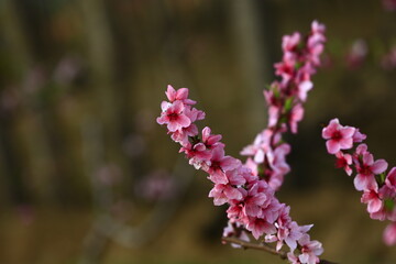 Blooming peach blossom, very beautiful