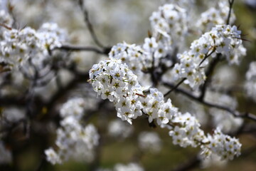 Blooming pear flower, very beautiful