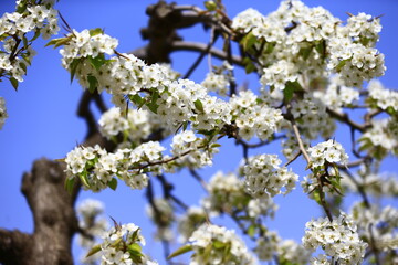 Blooming pear flower, very beautiful