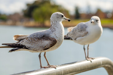 Portrait of two seagulls close-up