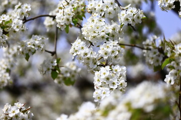 Fototapeta premium Blooming pear flower, very beautiful