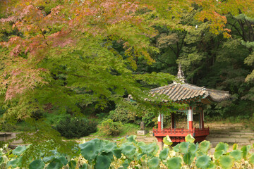 Beautiful Autumn Scenery inside Biwon Secret Garden in Changdeokgung Palace, Seoul, South Korea
