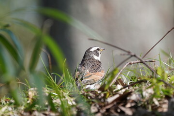 dusky thrush on the grass field