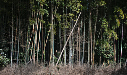 Spring in Sagano Bamboo Forest on Mount Arashiyama, Kyoto