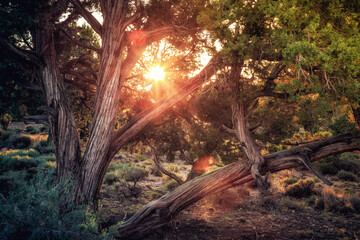 Sunset Through the Forest, Grand Canyon National Park, Arizona
