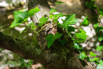The common ivy (lat. Hedera helix), of the family Araliaceae. The Grand Canyon of the river Auzun-Uzen, Crimea.
