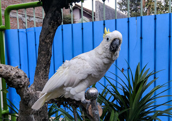 white parrot