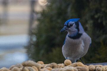 Bluejay eating peanuts during an early morning spring feeding in Southeast Michigan