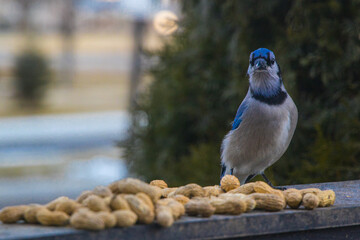 Bluejay eating peanuts during an early morning spring feeding in Southeast Michigan