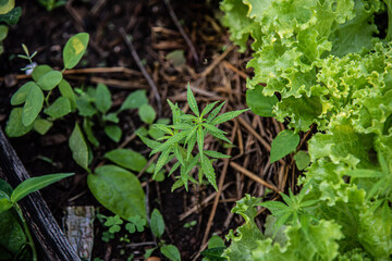 Green marijuana in herb concept.