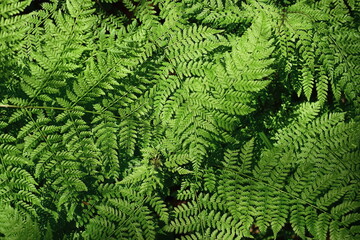 Common bracken (lat. Pteridium aquilinum) is a perennial herbaceous fern of the Dennstaedtia family...