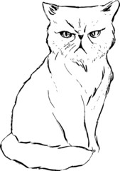 An angry cat ink illustration. Simple monochrome style. Vector drawing. Nature animals and pets theme. 