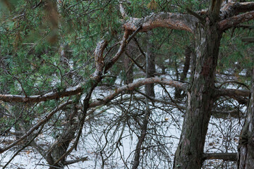 A snow-covered fallen tree in a spruce forest. On a dark winter day.