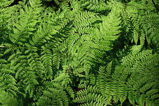Common bracken (lat. Pteridium aquilinum) is a perennial herbaceous fern of the Dennstaedtia family (Dennstaedtiaceae).	