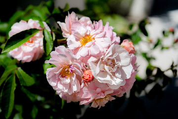 Beautiful variety of Rose grown in the Jardin Rosedal de Palermo in Buenos Aires, Argentina. Foreground.