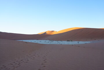 Fototapeta na wymiar ナミブ砂漠のデッドフレイ 