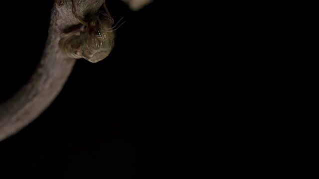セミ(ツクツクボウシ)の羽化をタイムラプス撮影