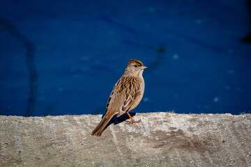 A little sparrow taking its spot