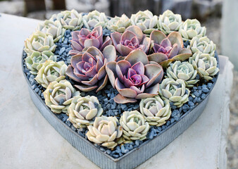 succulent heart