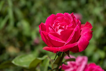 Beautiful variety of Rose grown in the Jardin Rosedal de Palermo in Buenos Aires, Argentina. Foreground.