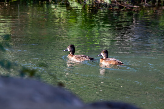 A ring Neck Duck Swimming on the warer