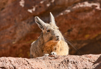 Beautiful southern viscacha (Lagidium viscacha), Salar de Uyuni, Bolivia