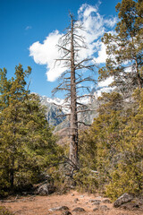 arboles en la monta&ntilde;a