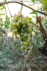 views of the village of Taman