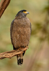 crested serpent eagle 