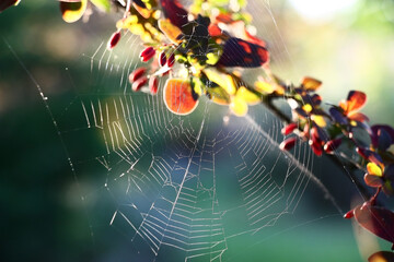 The web sparkling in the evening sun. The water color bright branch of a barberry with leaves and berries is behind located.