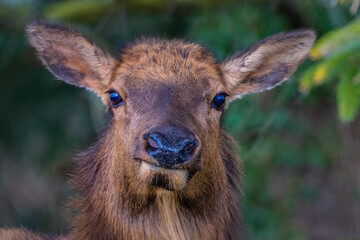 2021-02-26 A FRONTAL PORTRAIT SHOT OF A ROOSEVELT ELK WITH A BLURRY BACKGROUND